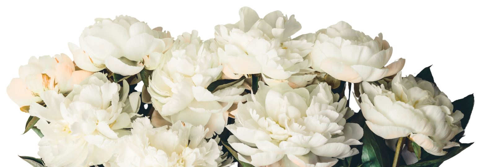 A bundle of white roses